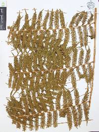 Cyathea costaricensis image