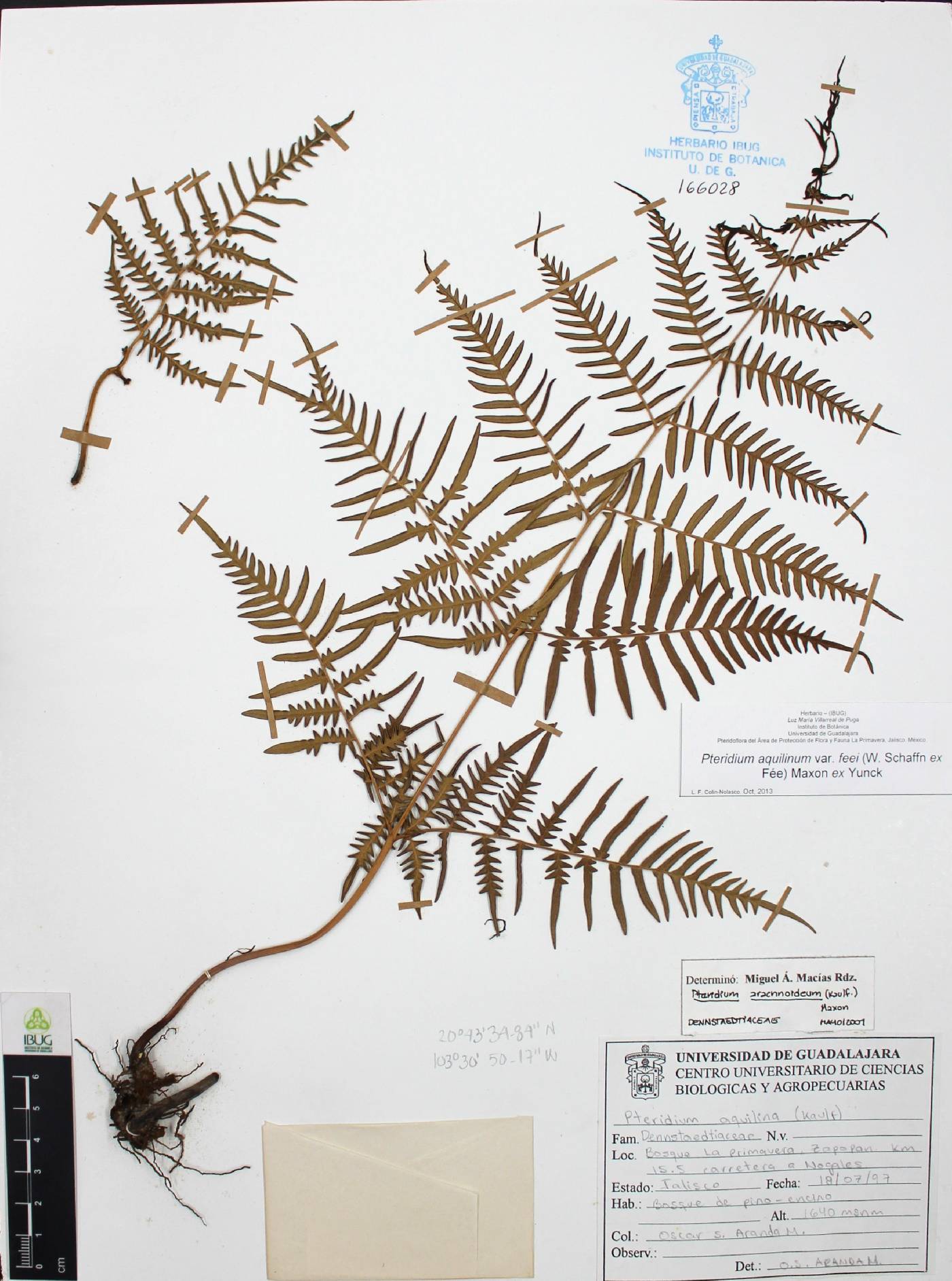 Pteridium aquilinum var. feei image