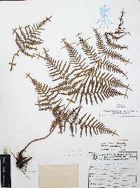 Pteridium aquilinum var. feei image