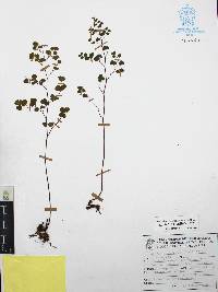 Adiantum andicola image