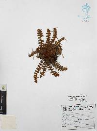 Notholaena brachypus image