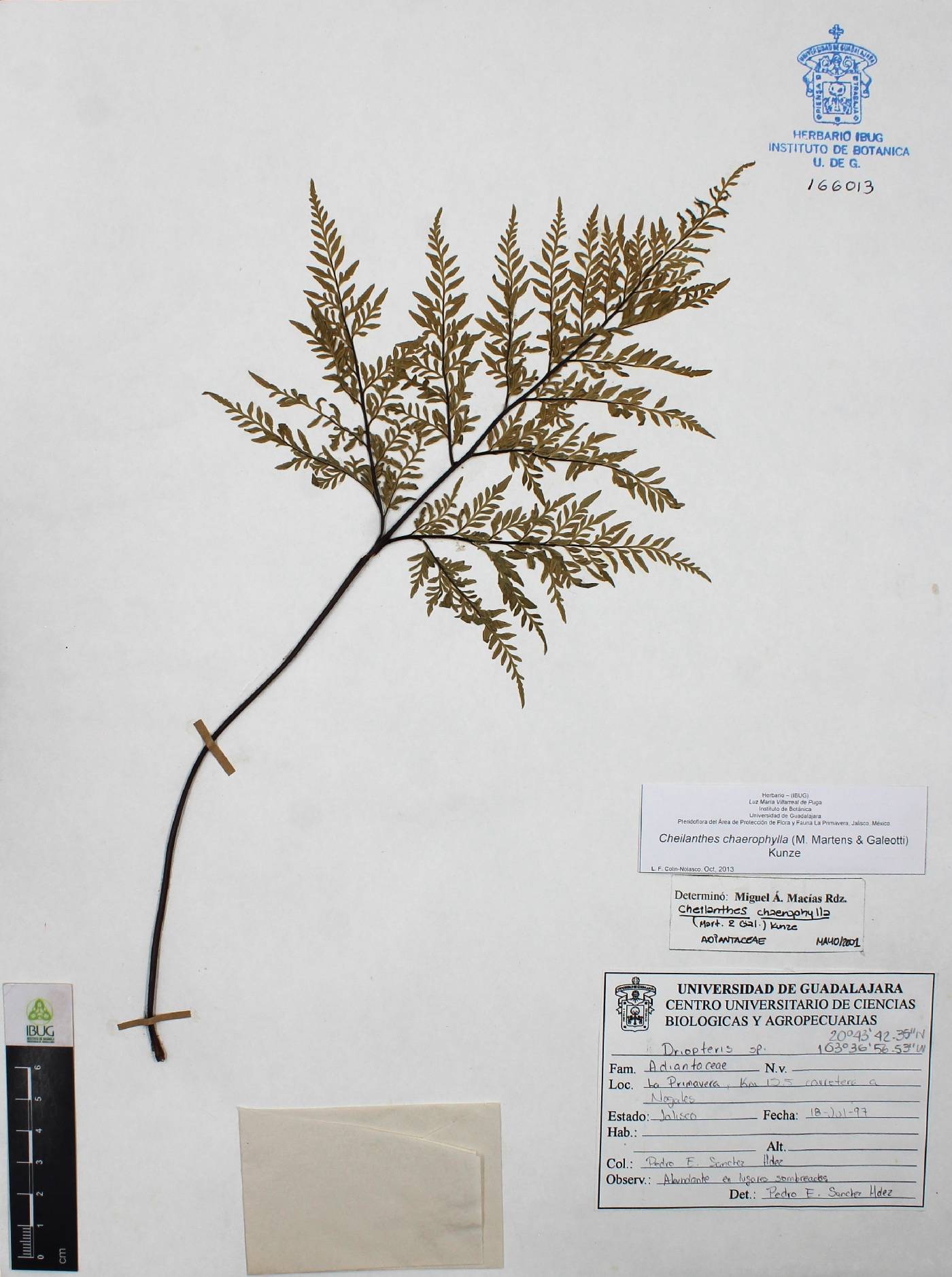Gaga chaerophylla image