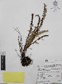 Asplenium monanthes image