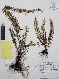 Asplenium monanthes image