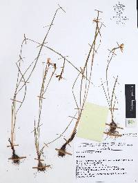 Nemastylis tenuis image