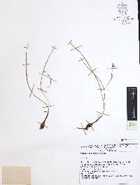 Nemastylis tenuis image