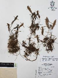 Myriopteris windhamii image