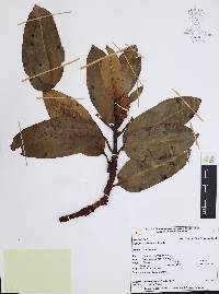 Arbutus xalapensis image