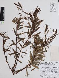 Comarostaphylis polifolia image