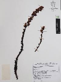 Hypopitys monotropa image