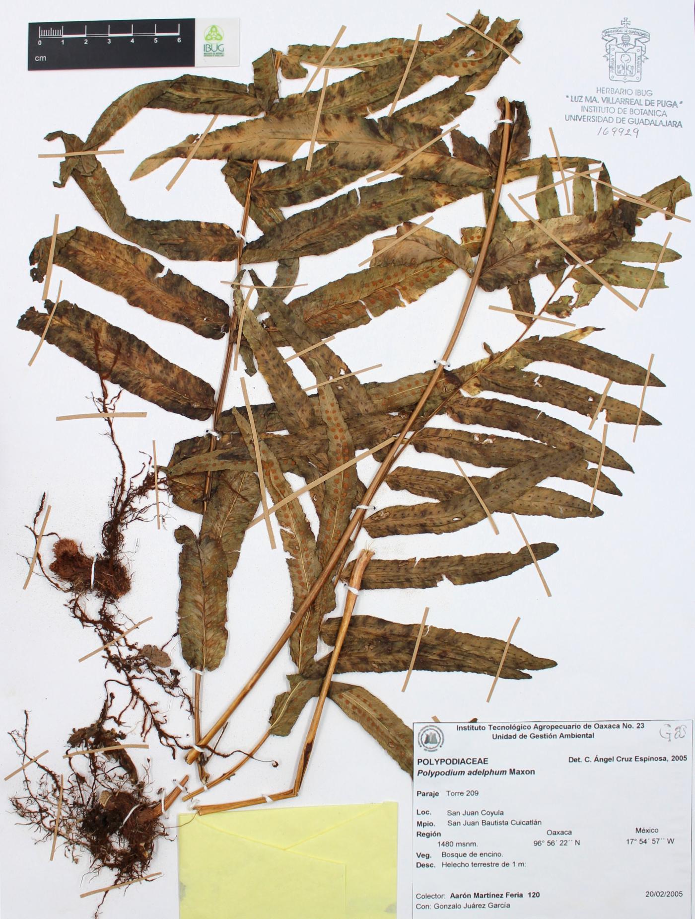 Polypodium adelphum image