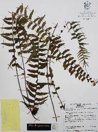 Asplenium harpeodes image
