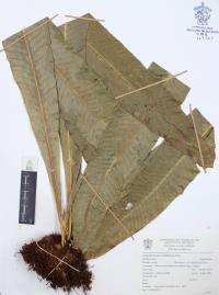 Campyloneurum phyllitidis image