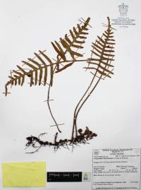 Pleopeltis thyssanolepis image
