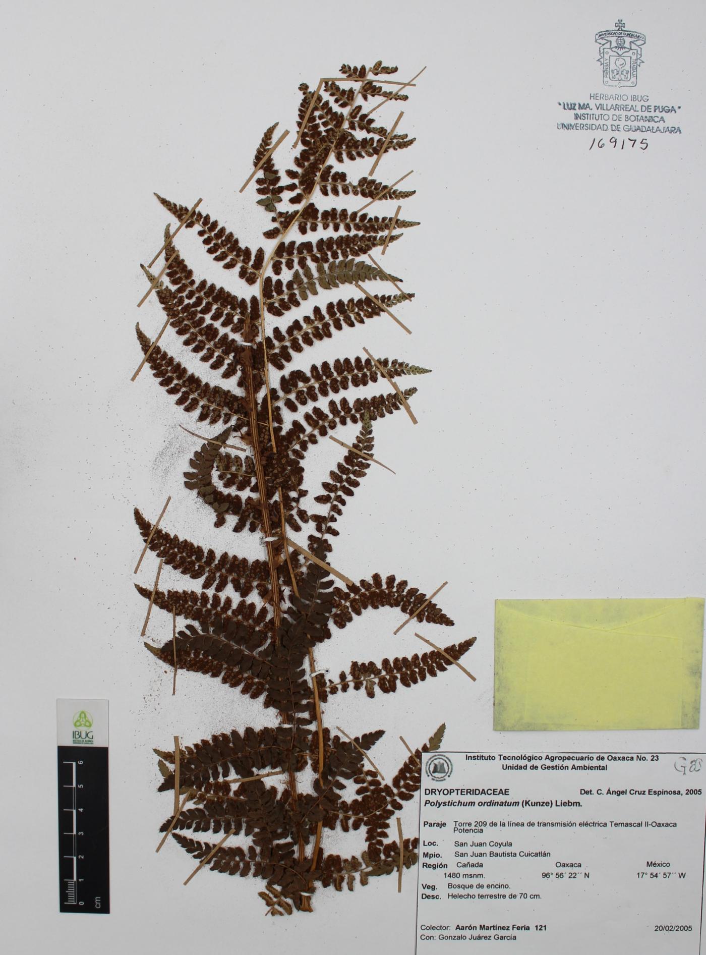 Polystichum ordinatum image