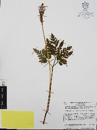 Botrychium decompositum image