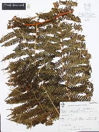 Cyathea fulva image