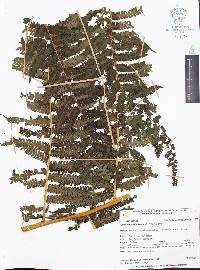 Cyathea schiedeana image