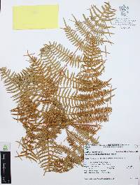 Pteridium arachnoideum image