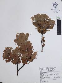 Arctostaphylos pungens image