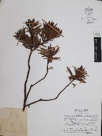 Comarostaphylis polifolia image