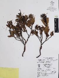 Comarostaphylis polifolia image