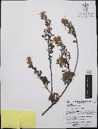 Krameria cytisoides image