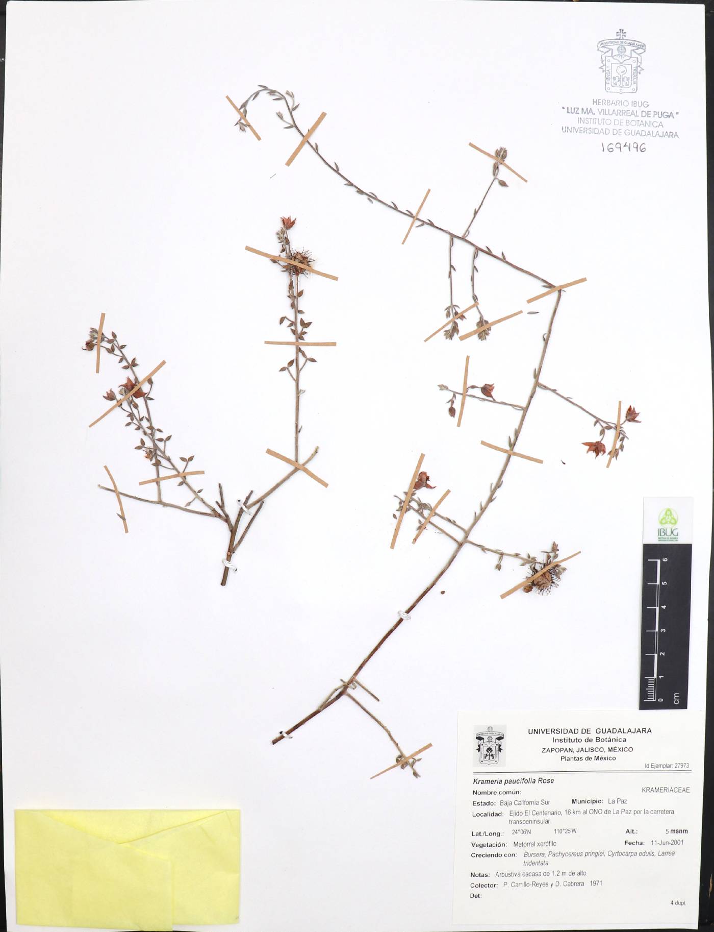 Krameria paucifolia image