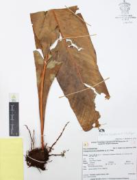 Niphidium crassifolium image