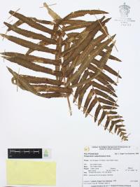Polypodium subpetiolatum image