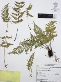 Dryopteris cinnamomea image