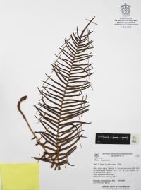 Pteris longifolia image