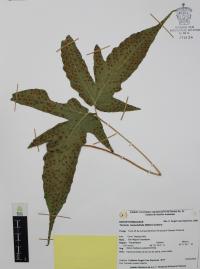 Tectaria heracleifolia image