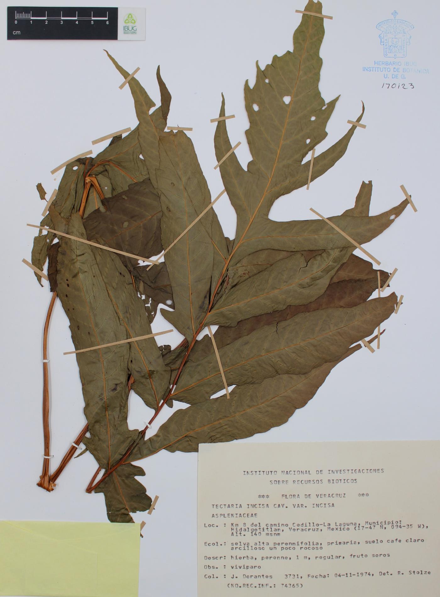 Tectaria incisa image