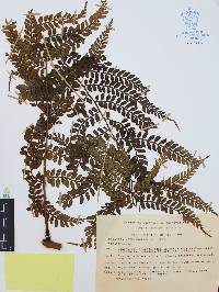 Marattia weinmanniifolia image