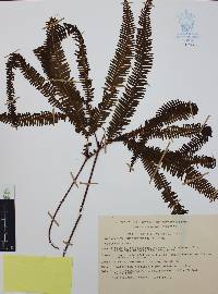 Sticherus underwoodianus image