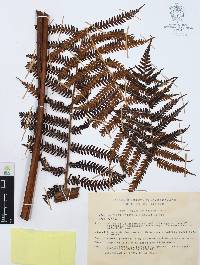 Cyathea fulva image