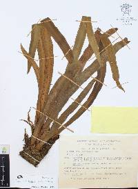 Scoliosorus ensiformis image