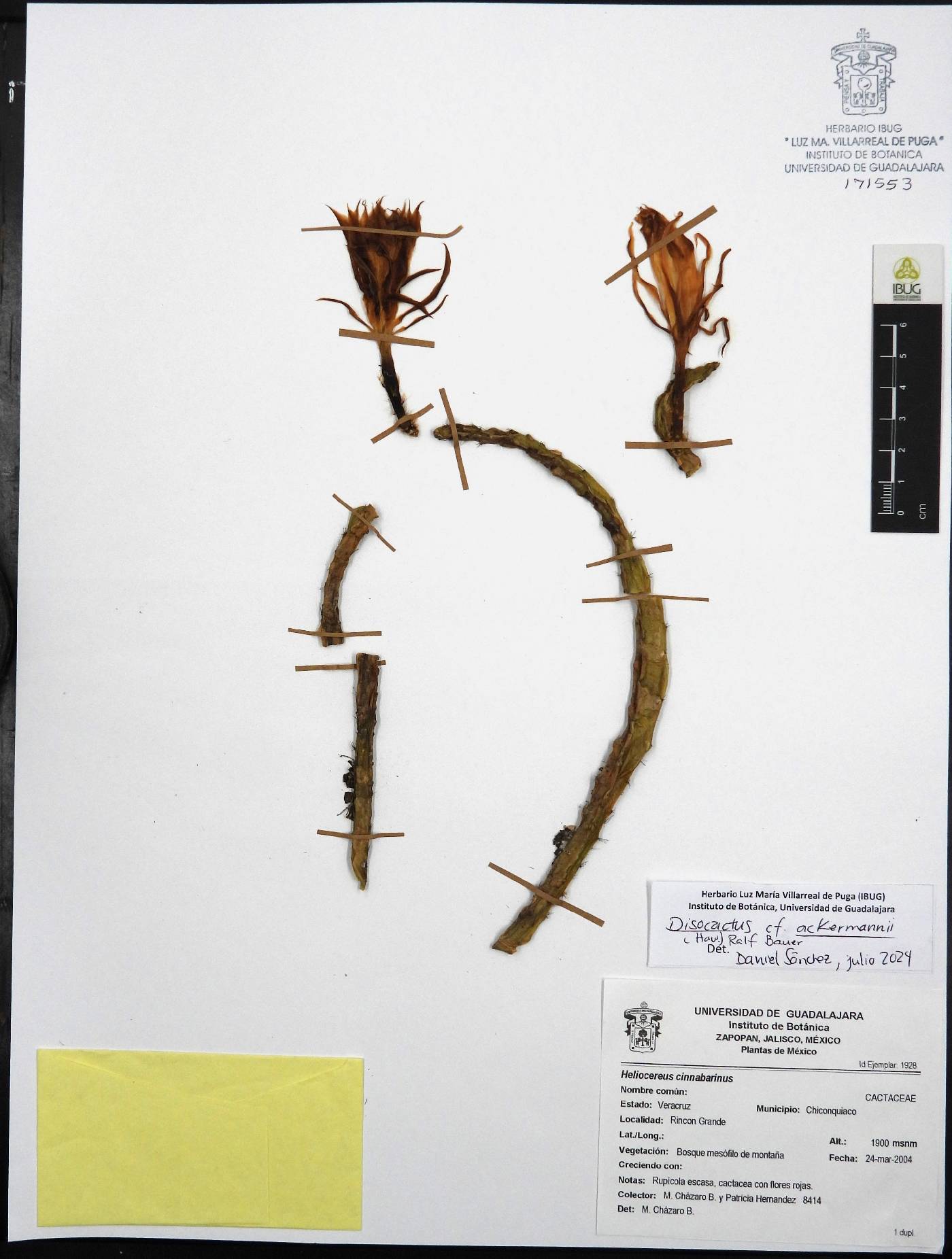 Disocactus ackermannii image