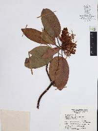 Arbutus xalapensis image