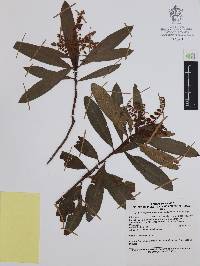 Comarostaphylis discolor image