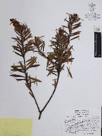 Comarostaphylis polifolia image