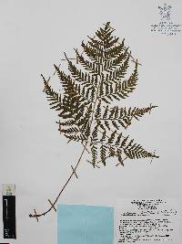 Asplenium achilleifolium image