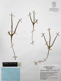 Pleopeltis angusta image