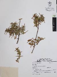 Pernettya prostrata image