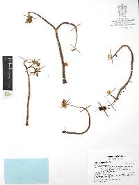 Sedum tortuosum image