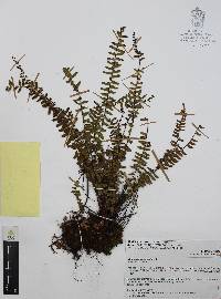Asplenium monanthes image