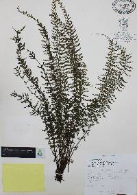 Asplenium sessilifolium var. occidentale image