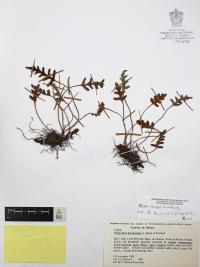 Pleopeltis thyssanolepis image