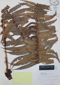 Dryopteris wallichiana image